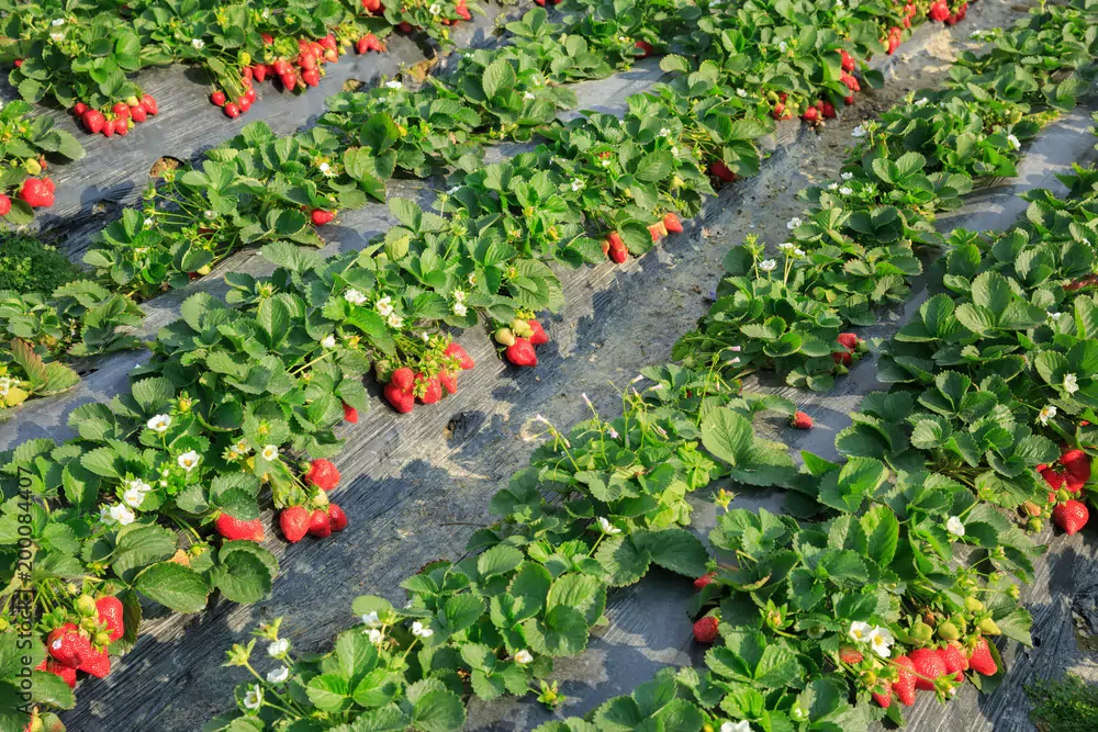 Why Agro Tourism is the Perfect Weekend Escape from Pune and Mumbai