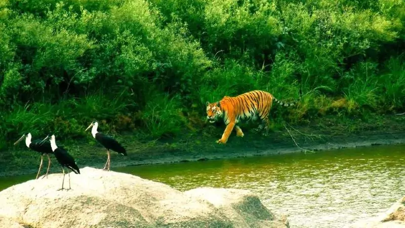 koyna-wildlife-sanctuary-maharashtra-6712690318d87